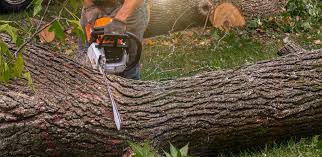 Best Arborist Consultation Services  in Gonzales, CA