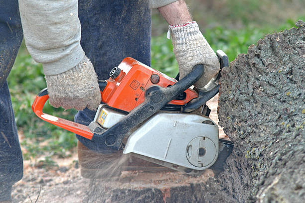 Best Lawn Edging  in Gonzales, CA