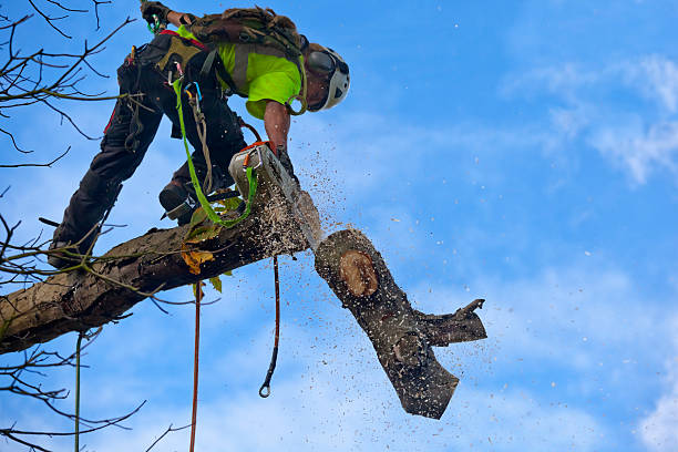 Best Grass Overseeding  in Gonzales, CA