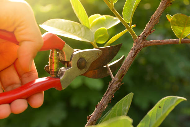 Best Commercial Tree Services  in Gonzales, CA